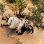 Mass elephant deaths